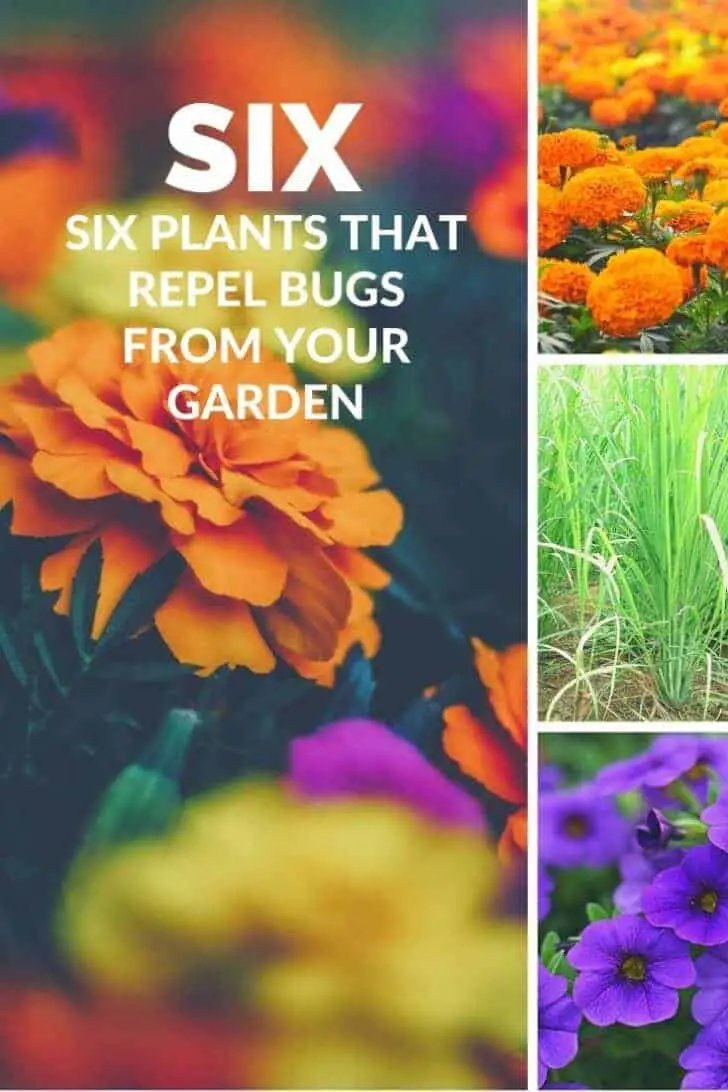 Six Plants That Repel Bugs from Your Garden 1 - plants